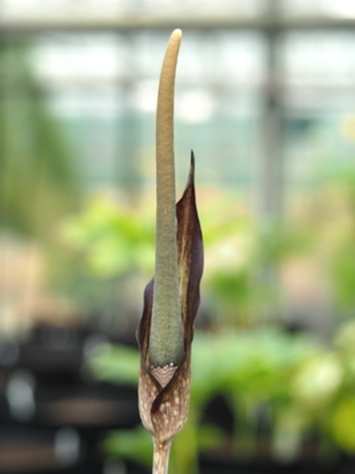 preview Amorphophallus gomboczianus Pic. Serm.